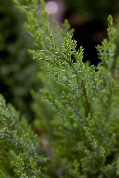 Chamaecyparis lawsoniana 'Ellwoodii', Blaue Scheinzypresse, 30–40 cm