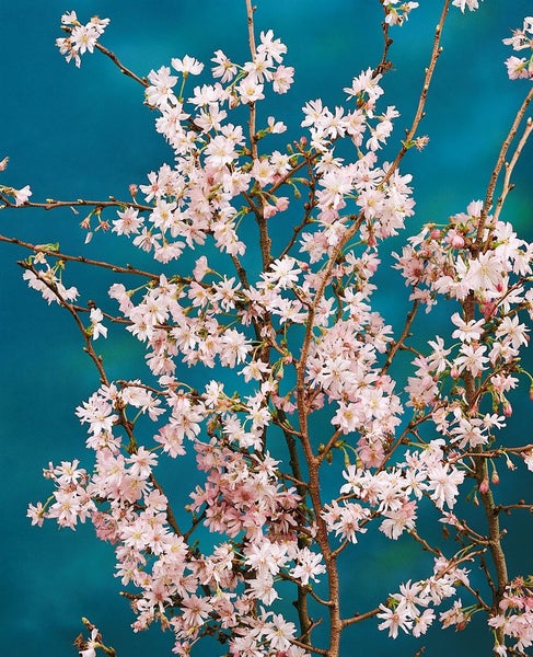 Prunus subhirtella 'Autumnalis', Winterkirsche, zartrosa, 60–100 cm