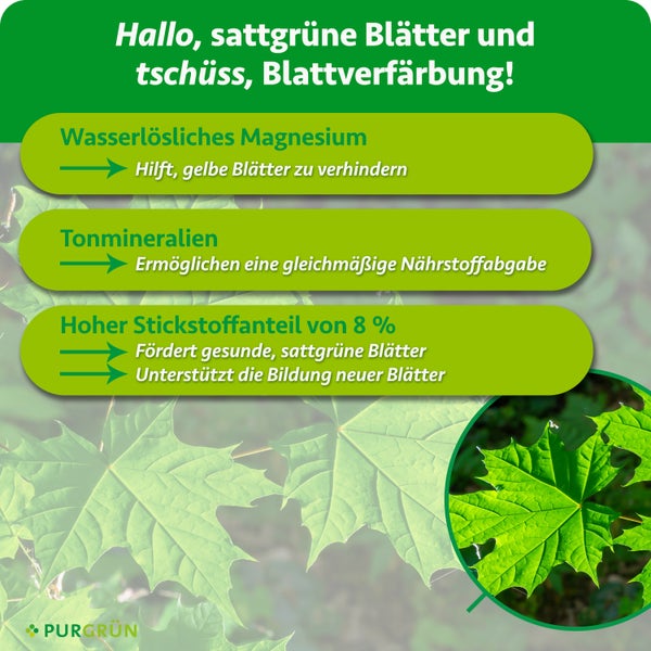 Infografik zum Purgruen Blattgruen Duenger mit Hinweisen zu Magnesium Tonmineralien und Stickstoffgehalt zur Foerderung gesunder gruener Blaetter