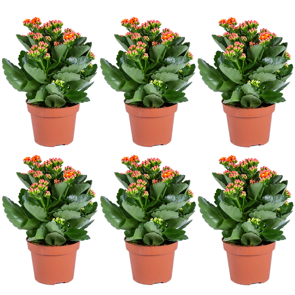 Sechser-Set Kalanchoe Flammendes Käthchen mit orangefarbenen Blüten in Töpfen.
