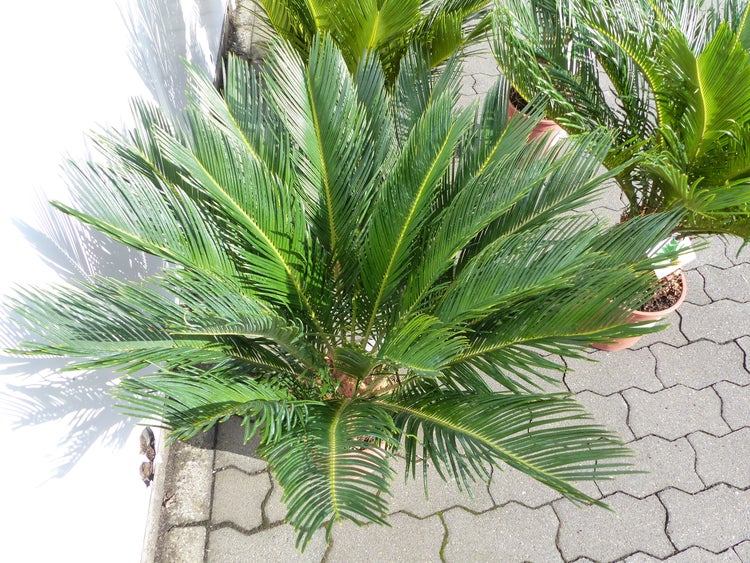 Sagopalmfarn Cycas revoluta mit fächerförmigen grünen Blättern in einem Topf.