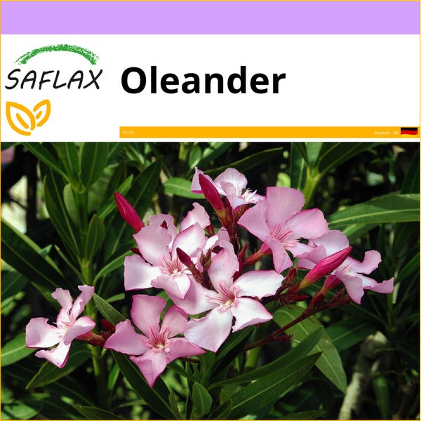 SAFLAX  - Oleander - Nerium oleander - 50 Samen