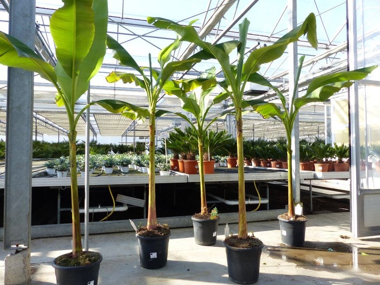 Bananenpflanzen Musa mit großen grünen Blättern in schwarzen Töpfen in einem hellen Gewächshaus.