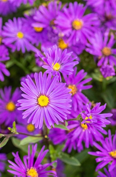 Aster amellus 'Veilchenkönigin', Berg-Aster, violett, ca. 9x9 cm Topf