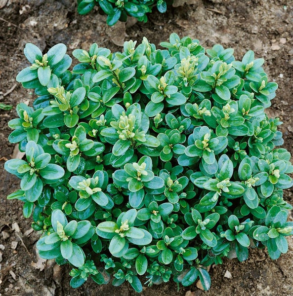 Buxus sempervirens 'Blauer Heinz', Buchsbaum, kompakt, 12–15 cm