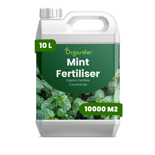 Vorher-Nachher-Vergleich einer Minzpflanze mit Organifer: Links spärlicher Wuchs, rechts dichte, gesunde grüne Blätter. Organifer Logo.