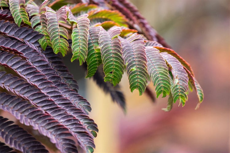 Albizia julibrissin 'Summer Chocolate', Seidenbaum, dunkelrot, 60–80 cm