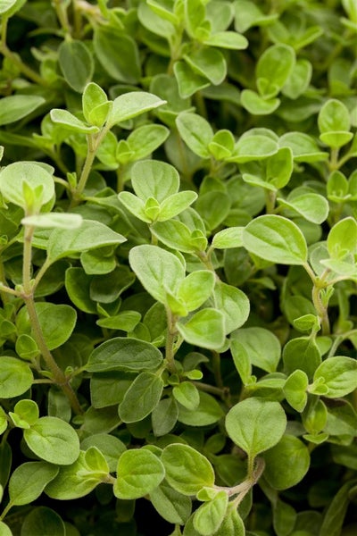 Origanum vulgare 'Compactum', Oregano, aromatisch, ca. 9x9 cm Topf