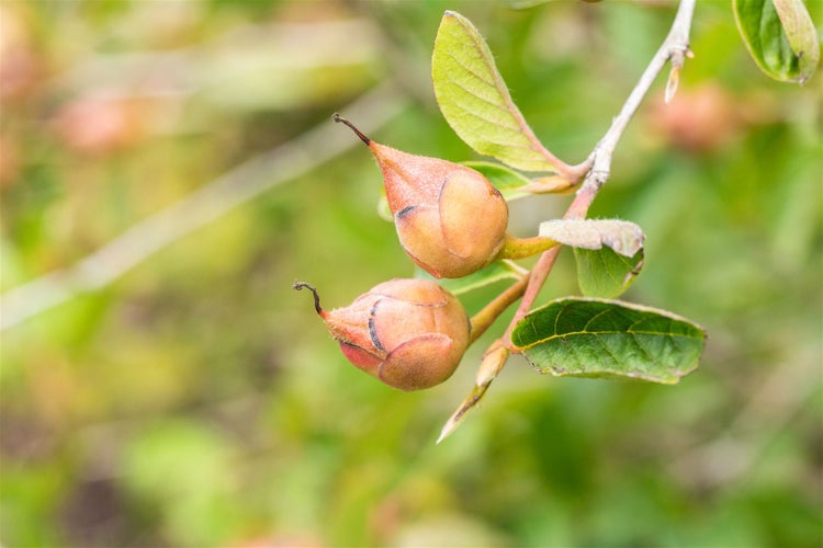 Stewartia pseudocamellia, Japanische Scheinkamelie, 125–150 cm