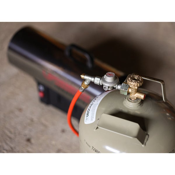 Immergrün Pflanze im Topf