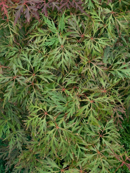 Acer palmatum 'Orangeola', Japanischer Ahorn, orange-rot, 40–60 cm
