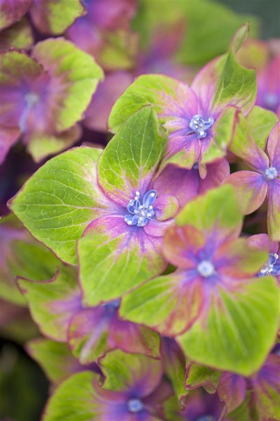 Hydrangea mac. 'Saxon® Schloß Wackerbarth'®, rosa, 30–40 cm