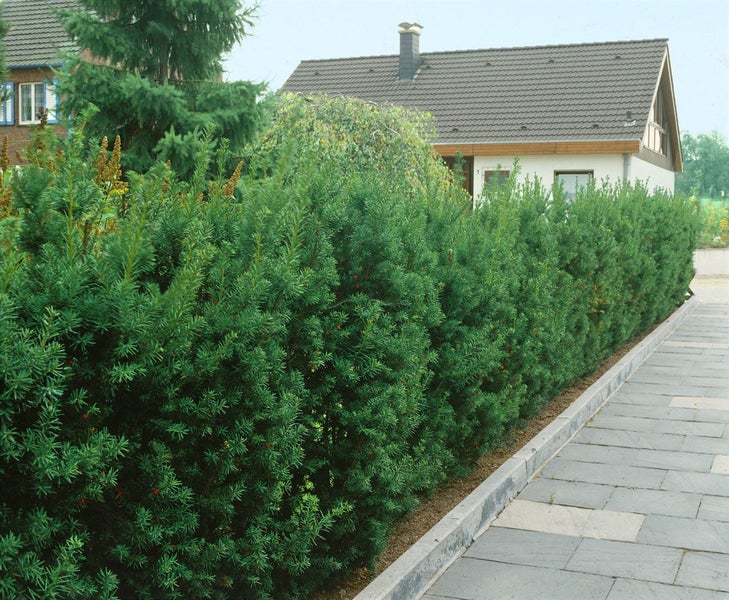 Eine grüne Eibenhecke säumt einen Gehweg vor einem Haus.