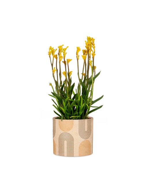 Scheurich Blumentopf aus Keramik,  Farbe: Arcade, 19 cm Durchmesser, 17 cm hoch, 4 l Vol.