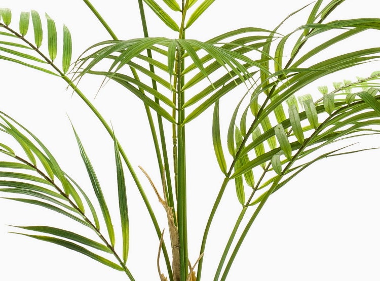 Nahaufnahme einer Palme mit grünen Blättern und Stielen.