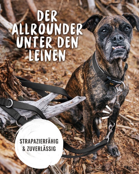 Ein Hund mit Halsband und Leine im Freien.