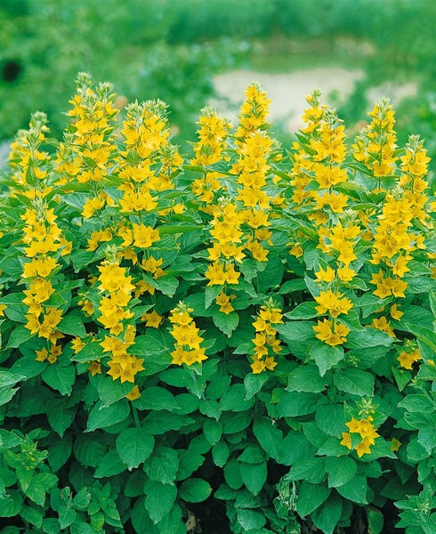 Gelbe Lysimachia vulgaris Pflanze mit grünen Blättern im Garten.