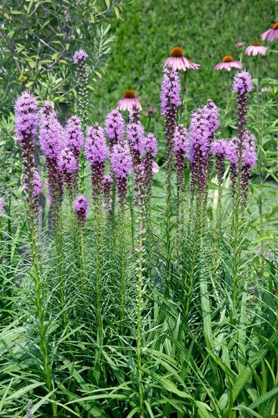 Liatris spicata 'Floristan Violett', Prachtscharte, violett, ca. 9x9 cm Topf