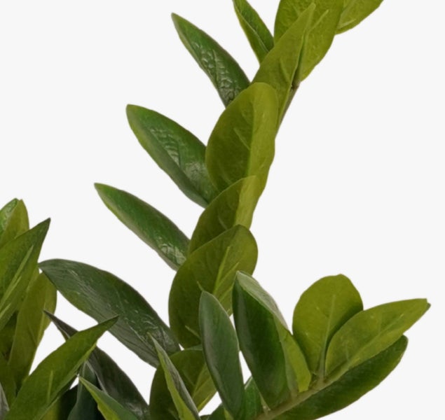 Nahaufnahme der glänzenden grünen Blätter einer Glücksfeder Zamioculcas zamiifolia.