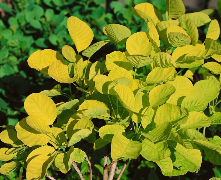Cotinus coggygria 'Golden Spirit', Perückenstrauch, goldgelb, 40–60 cm