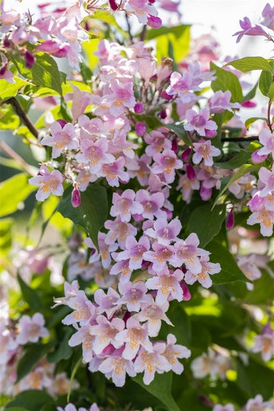 Kolkwitzia amabilis, Kolkwitzie, rosa Blüten, 40–60 cm