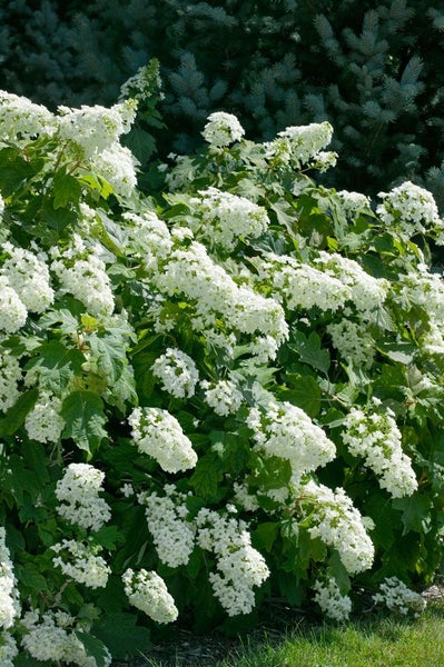 Hydrangea quercifolia 'Snowflake', Eichenblatthortensie, weiß, 40–60 cm