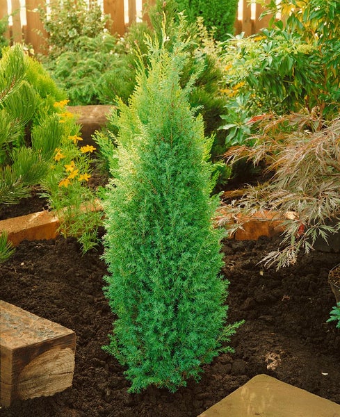 Juniperus communis 'Suecica', Wacholder, säulenförmig, 30–40 cm
