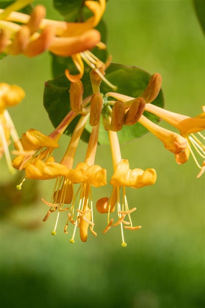 Lonicera tellmanniana, Geißblatt, orange-gelb, 60–100 cm