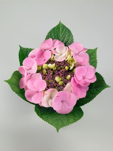 Hydrangea macrophylla 'Cotton Candy', rosa, 30–40 cm