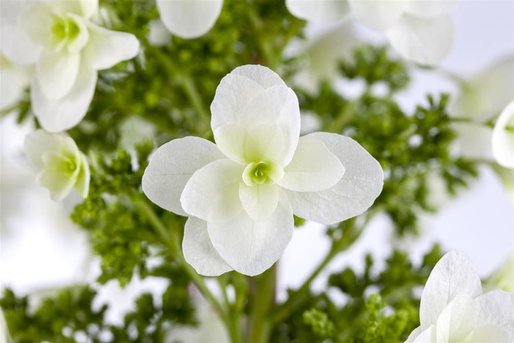 Nahaufnahme einer weißen Hortensienblüte