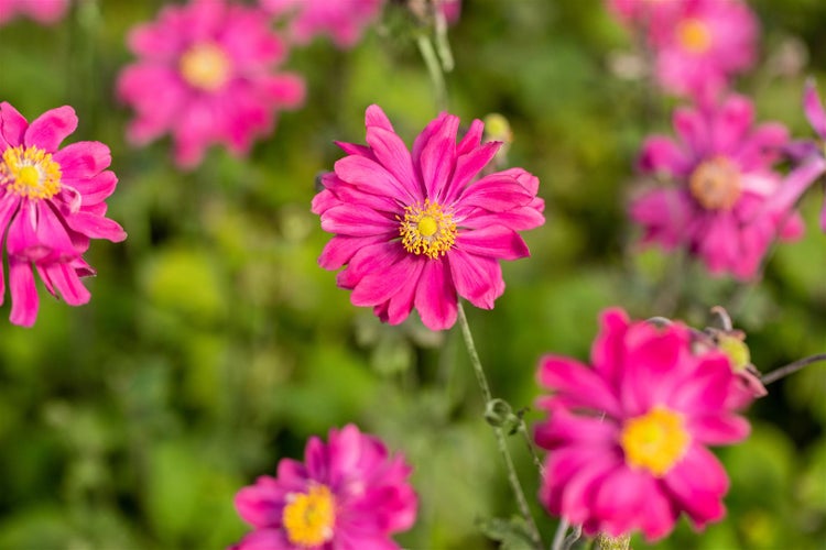 Anemone japonica 'Bressingham Glow', Herbstanemone, rosa, ca. 9x9 cm Topf