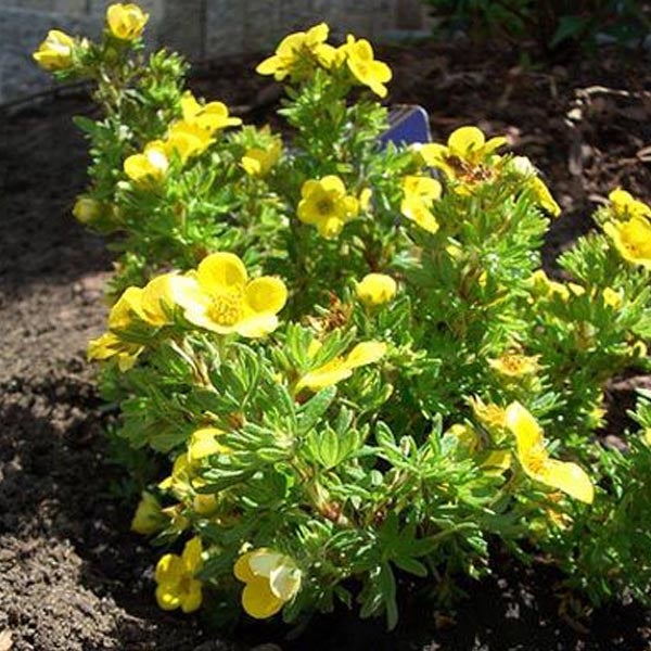 Gelber Fingerstrauch im Gartenbeet