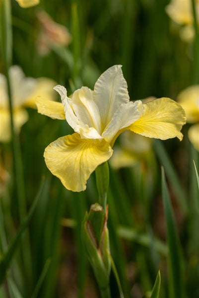 Iris sibirica 'Butter and Sugar', gelb-weiß, ca. 9x9 cm Topf