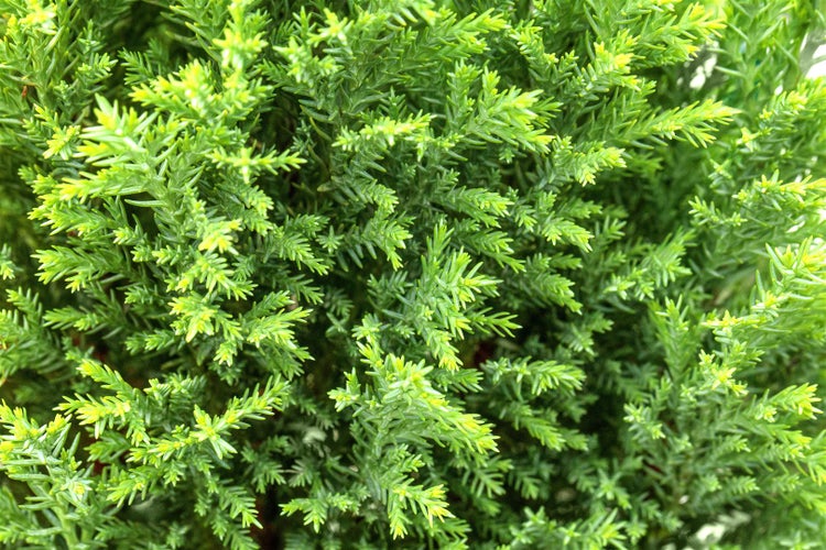 Chamaecyparis lawsoniana 'Ellwood's Gold', gelbgrün, 20–30 cm