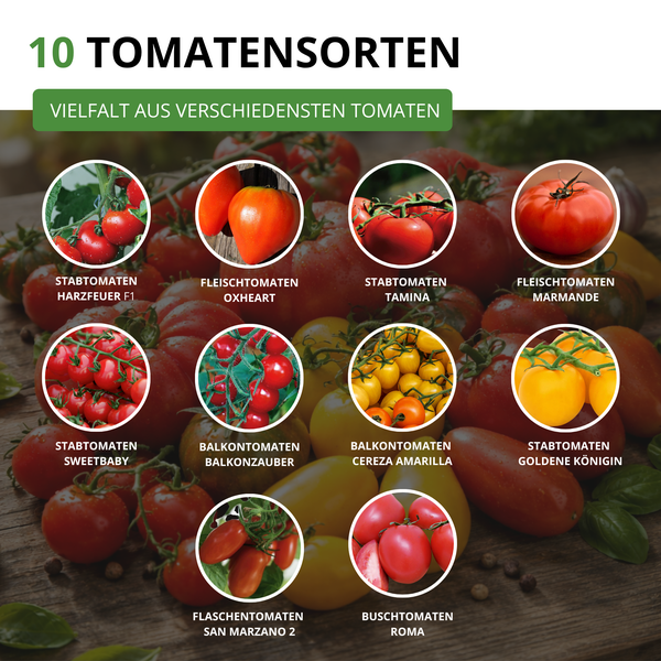 Übersicht über 10 Tomatensorten wie Stabtomaten, Fleischtomaten, Balkontomaten, Flaschentomaten und Buschtomaten in verschiedenen Formen.