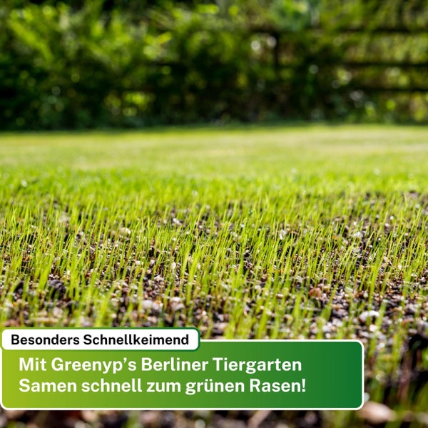 Greenyp Berliner Tiergarten I robuster & schnellkeimender Universalrasen I 5kg für 200m² I Zierrasen Grassamen Rasensamen Rasensaat Gras Nachsaat