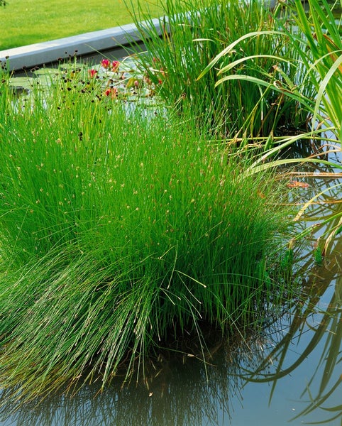 Eleocharis acicularis, Sumpf-Schachtelhalm, ca. 9x9 cm Topf