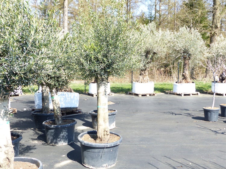 Olivenbaum Olive 60 Jahre 200 - 240 cm, beste Qualität, Stammumfang 40 - 60 cm, winterhart, Olea Europaea