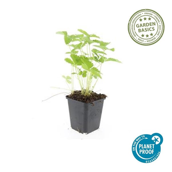 Bodendecker - Walderdbeere - Fragaria vesca - 9cm Topf - Set mit 60 Pflanzen