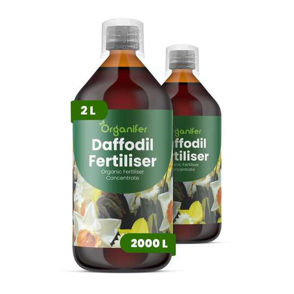 Narzissen Flüssigdünger 2x1L – 3-4-3 NPK – Flüssigdünger Für Zwiebelpflanzen – Für Blätter & Üppige Blüte – Fördert Wurzeln & Vitalität – Organifer