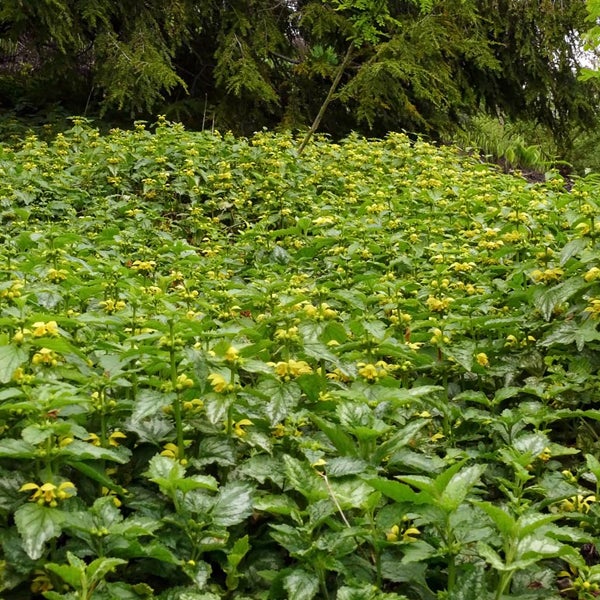 Gelbe Taubnessel Pflanzenbeet mit grünen Blättern und gelben Blüten