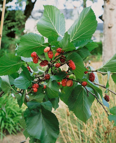 Maulbeerbaum mit Blättern und reifen Früchten