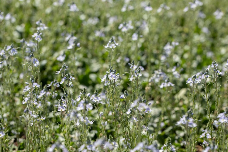 Veronica gentianoides, Ehrenpreis, hellblau, ca. 9x9 cm Topf