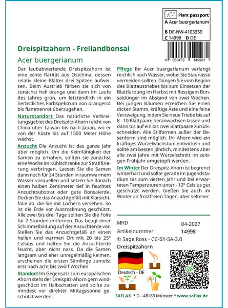 SAFLAX  - Dreispitzahorn - Acer buergerianum - 30 Samen