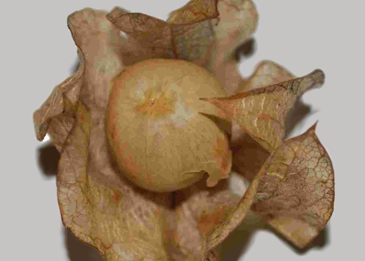 SAFLAX Anzucht Set - Blaue Lampionblume - Nicandra Physaloides - 100 Samen - Mit Mini-Gewächshaus, Anzuchtsubstrat und 2 Töpfen