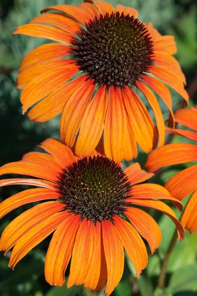 Echinacea purpurea 'Tangerine Dream', Sonnenhut, orange, ca. 11x11 cm Topf