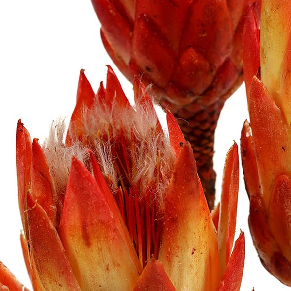 Nahaufnahme einer Protea-Blüte