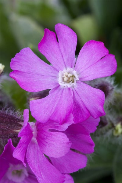 Silene dioica, Rote Lichtnelke, ca. 9x9 cm Topf