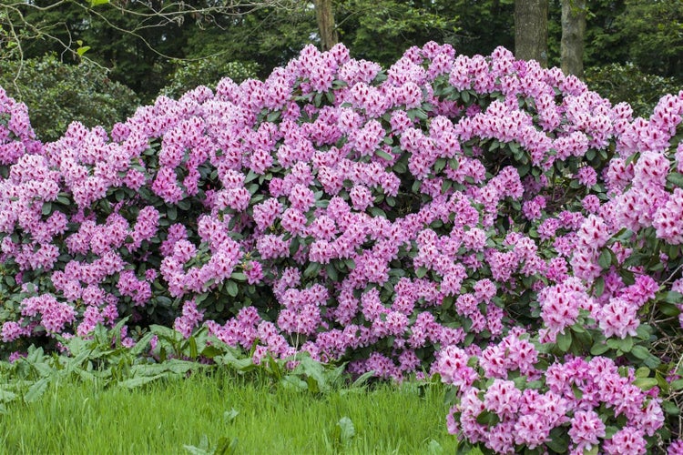 Rhododendron Hybr. 'Diadem', Rhododendron, rosa Blüten, 30–40 cm