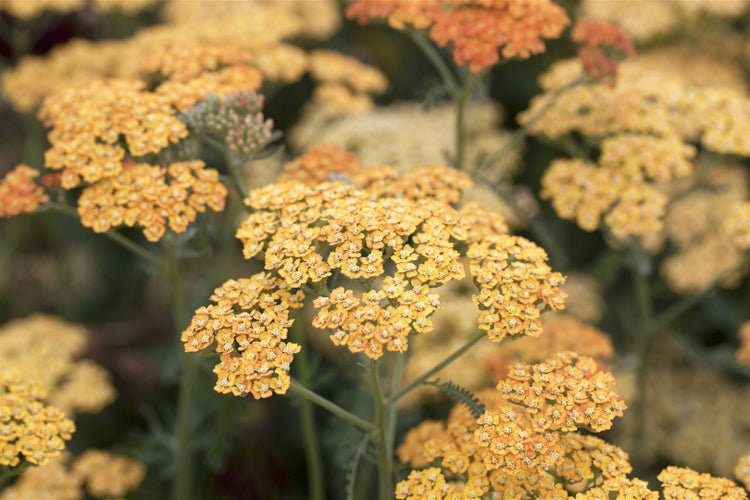 Achillea millefolium 'Terracotta', Schafgarbe, orange, ca. 9x9 cm Topf